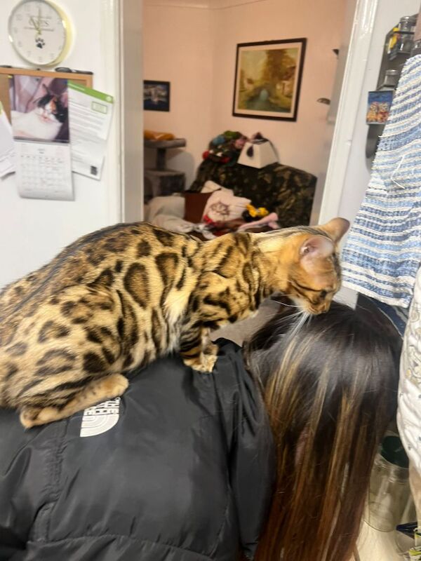 Beautiful glitter Bengal for sale - Image 3 of 15