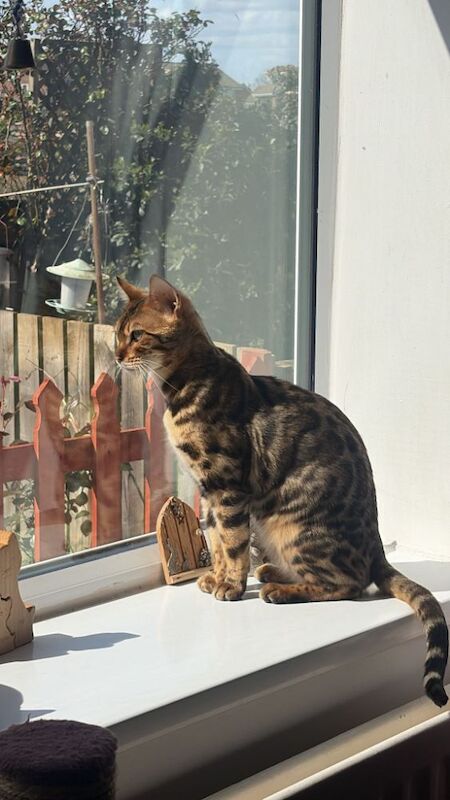 Beautiful glitter Bengal for sale - Image 4 of 15
