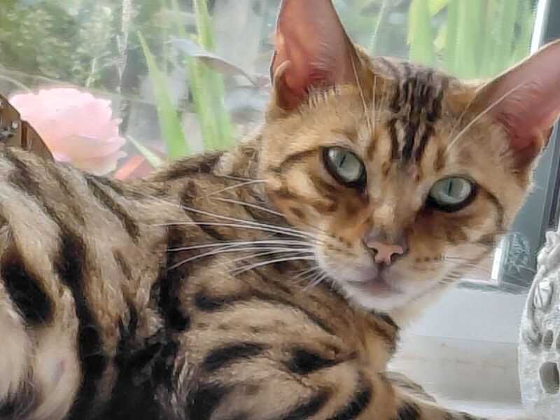 Beautiful glitter Bengal for sale - Image 5 of 15