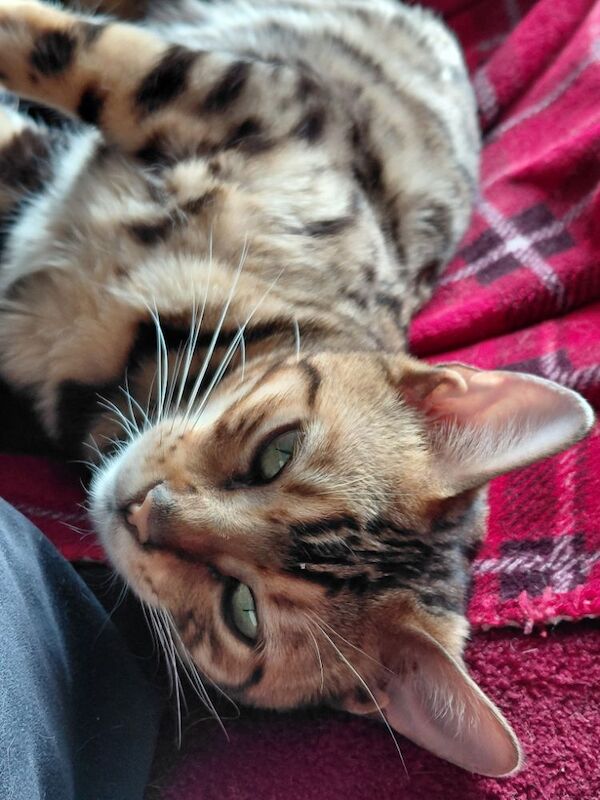Beautiful glitter Bengal for sale - Image 6 of 15