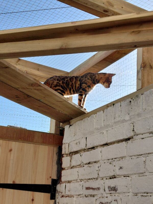 Beautiful glitter Bengal for sale - Image 7 of 15