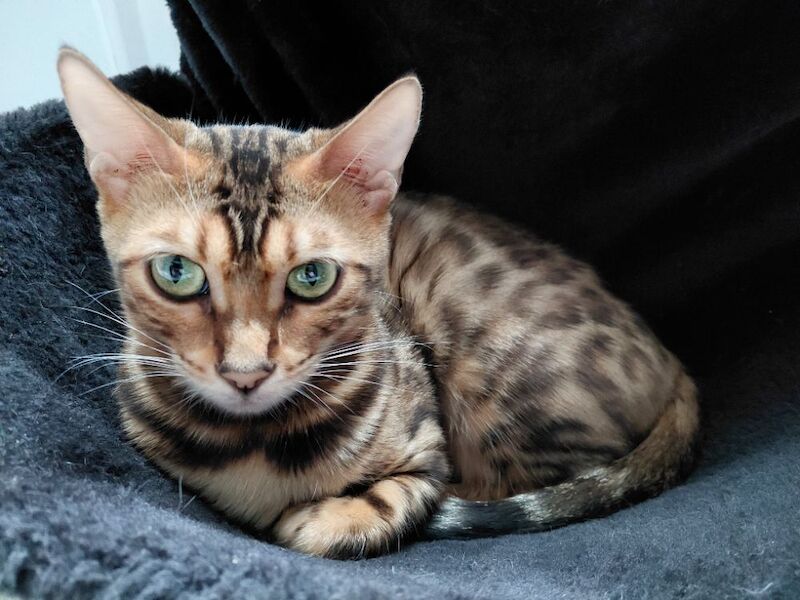 Beautiful glitter Bengal for sale - Image 8 of 15