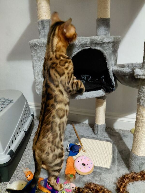 Beautiful glitter Bengal for sale - Image 9 of 15