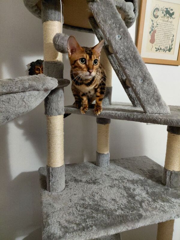 Beautiful glitter Bengal for sale - Image 10 of 15