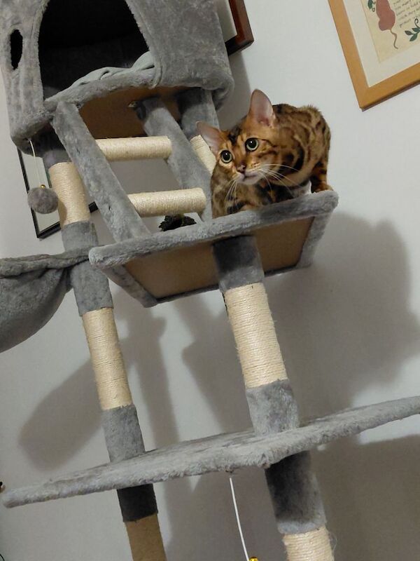 Beautiful glitter Bengal for sale - Image 11 of 15