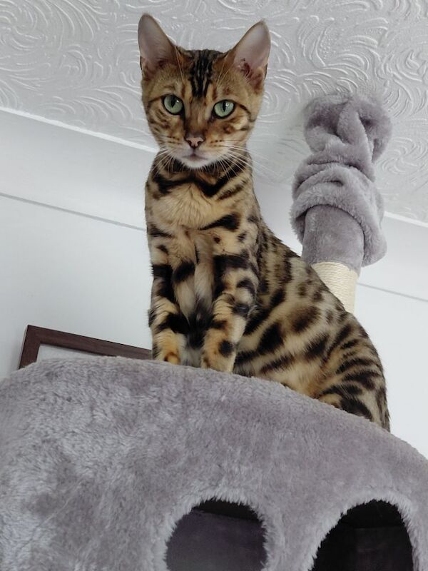 Beautiful glitter Bengal for sale - Image 12 of 15