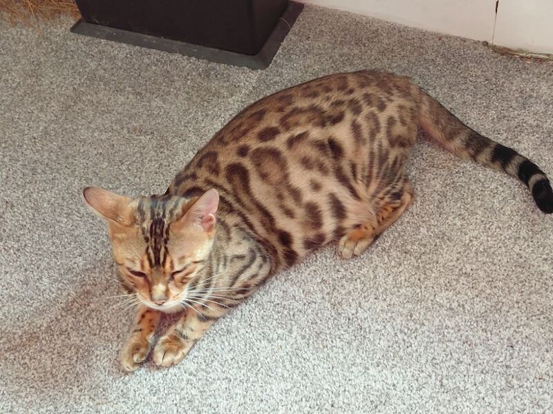Beautiful glitter Bengal for sale - Image 13 of 15