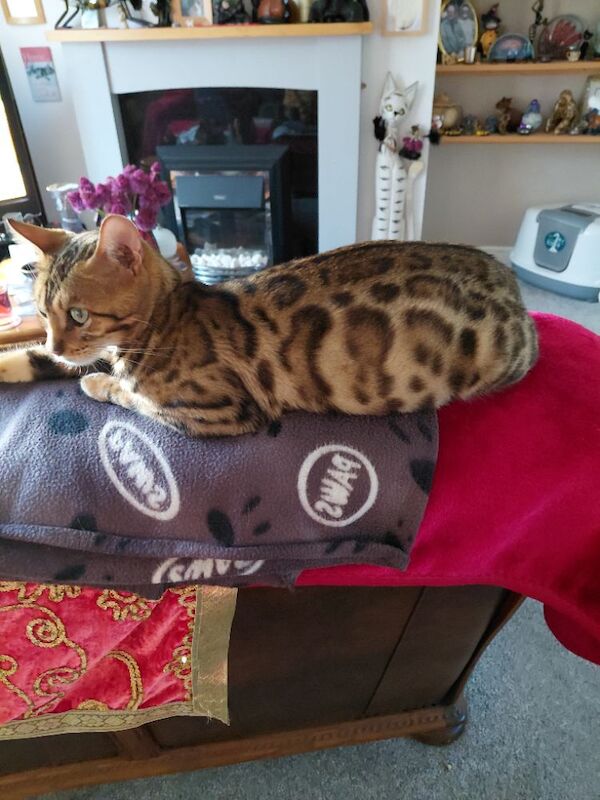 Beautiful glitter Bengal for sale - Image 14 of 15