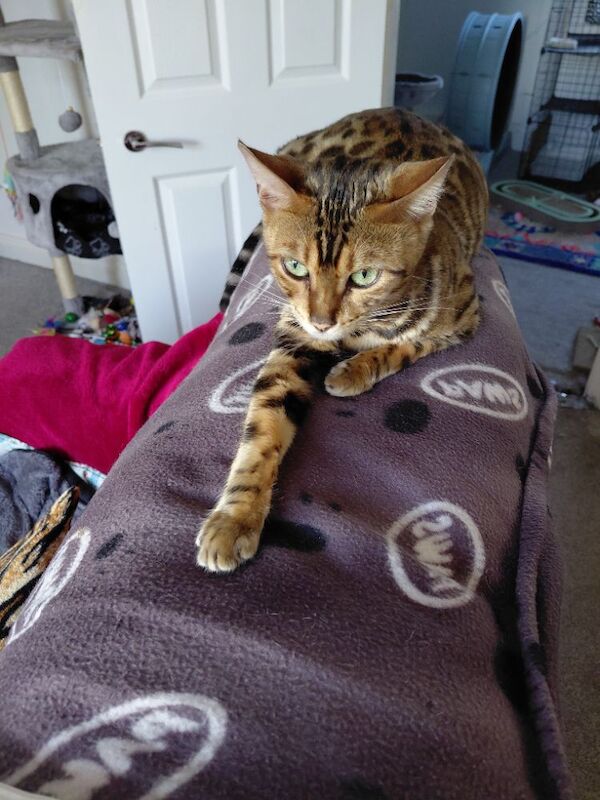 Beautiful glitter Bengal for sale - Image 15 of 15