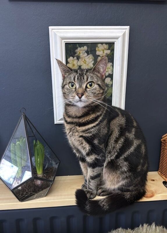 Bengal kittens for sale in Belper, Derbyshire – 3 years old