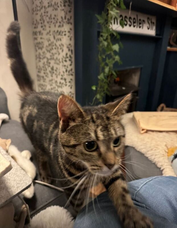 Beautiful half Bengal - Image 2 of 3