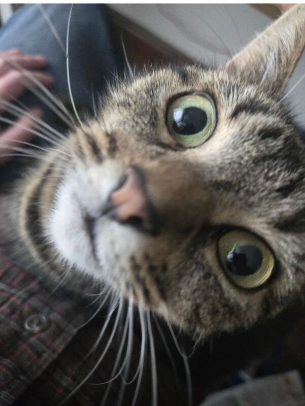 Beautiful half Bengal - Image 3 of 3