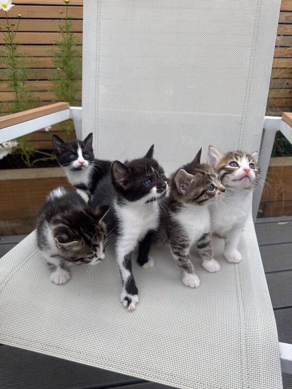 Bengal kittens for sale in Newham, Cornwall – 5 weeks old