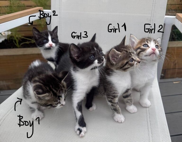 Bengal kittens for sale in Newham, Cornwall – 5 weeks old - Image 2 of 3
