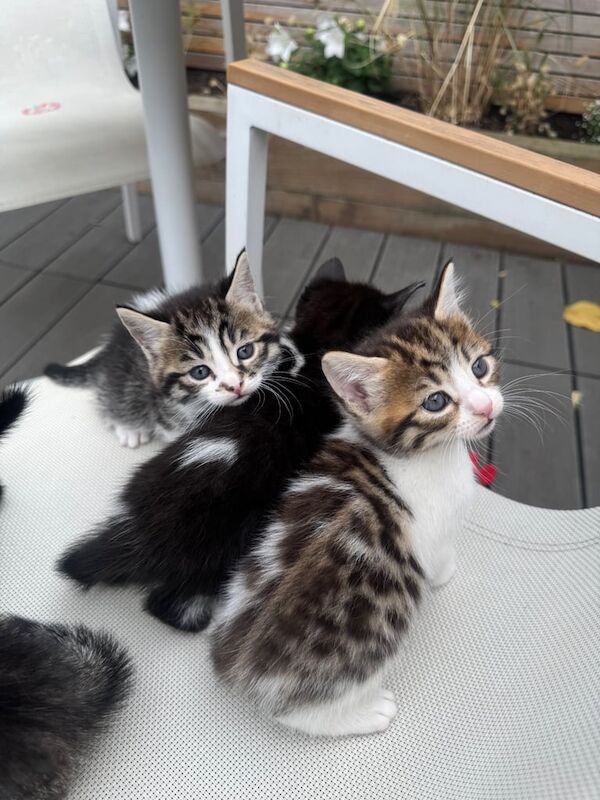 Bengal kittens for sale in Newham, Cornwall – 5 weeks old - Image 3 of 3