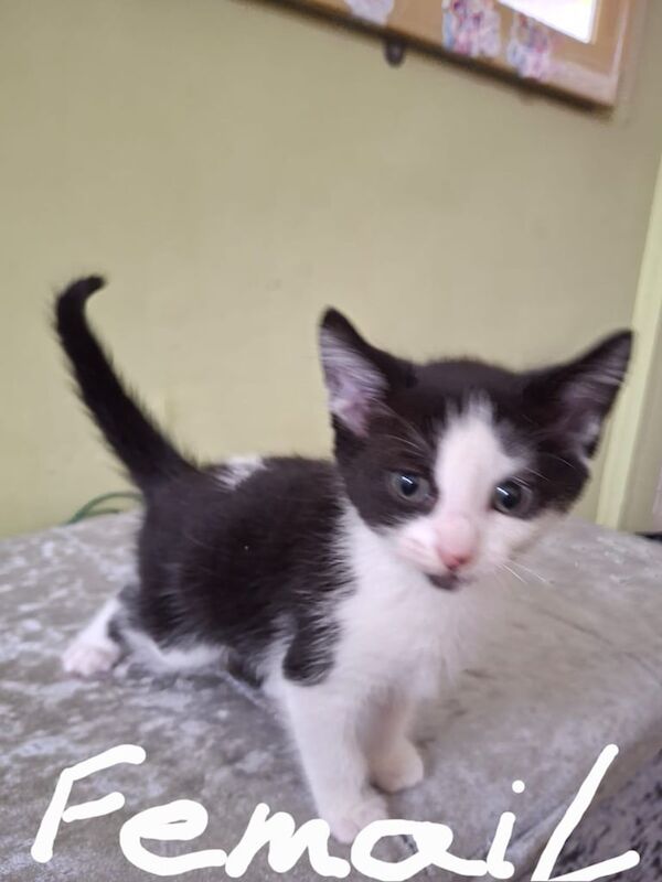 Bengal kittens for sale in Bolton, Greater Manchester – 8 weeks old