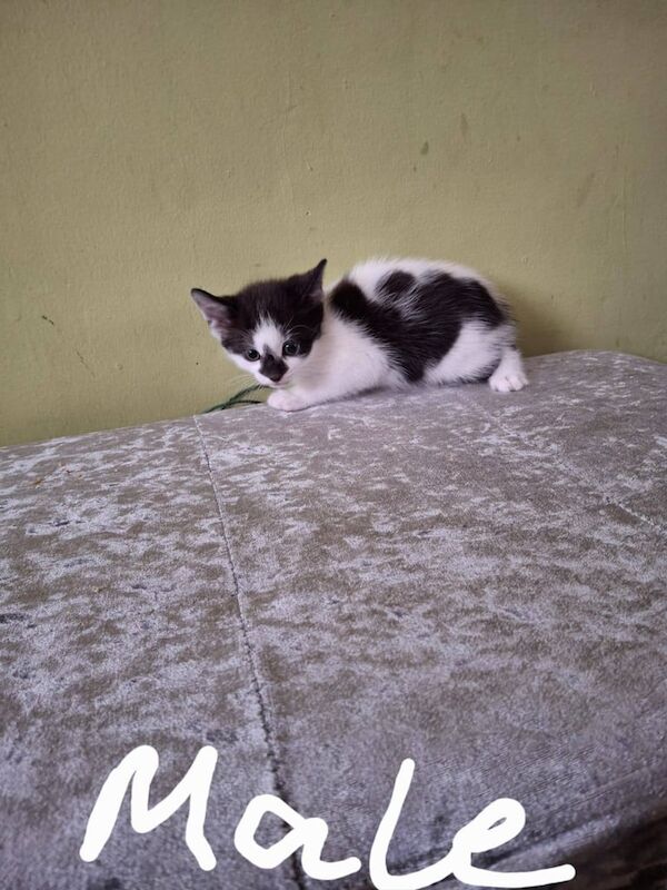 Bengal kittens for sale in Bolton, Greater Manchester – 8 weeks old - Image 3 of 3