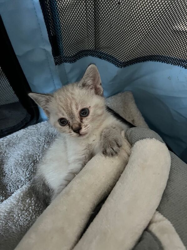 Bengal kittens for sale in Brighton, East Sussex – 8 weeks old
