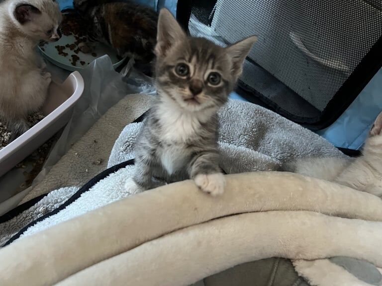 Bengal kittens for sale in Brighton, East Sussex – 8 weeks old - Image 2 of 3