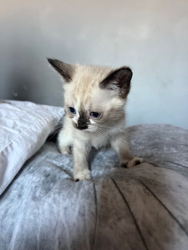 Bengal kittens for sale in Brighton, East Sussex – 8 weeks old - Image 3 of 3