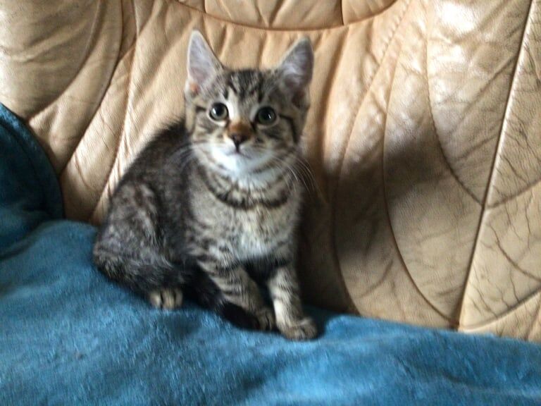 Bengal kittens for sale in Blairgowrie, Perth and Kinross – 3 months old - Image 2 of 3