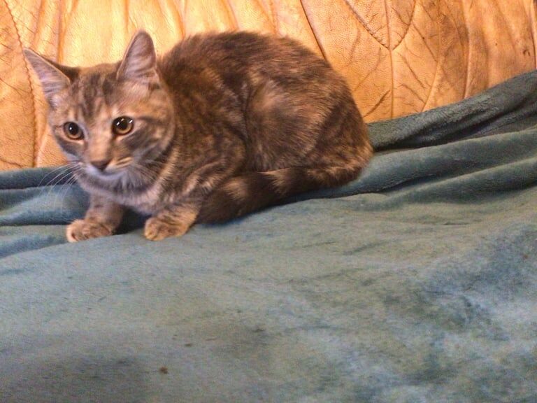 Bengal kittens for sale in Blairgowrie, Perth and Kinross – 3 months old - Image 3 of 3