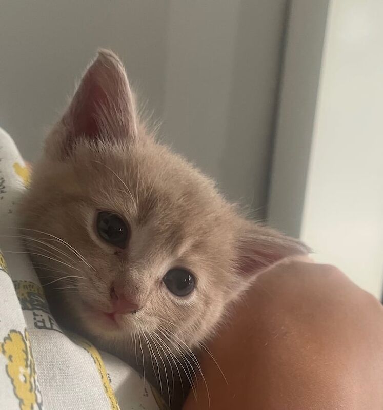 Bengal kittens for sale in Royton, Greater Manchester – 9 weeks old