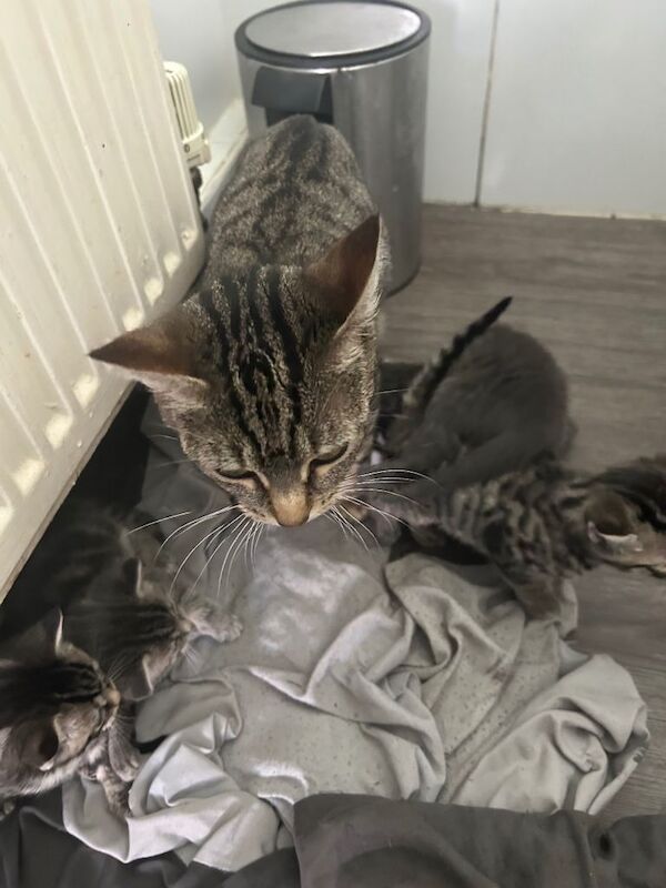 Beautiful kittens - Image 2 of 3