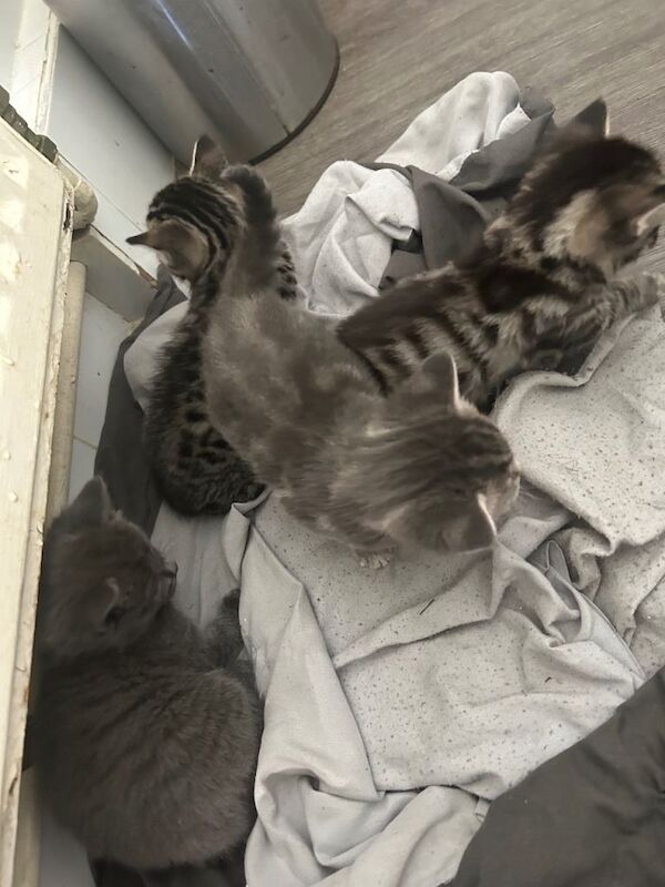 Beautiful kittens - Image 3 of 3