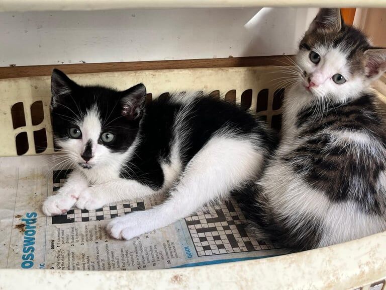 Bengal kittens for sale in Stratford, Greater London – 9 weeks old