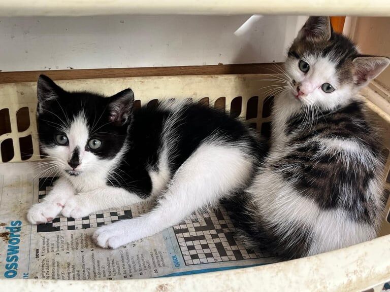 Bengal kittens for sale in Stratford, Greater London – 9 weeks old - Image 2 of 3
