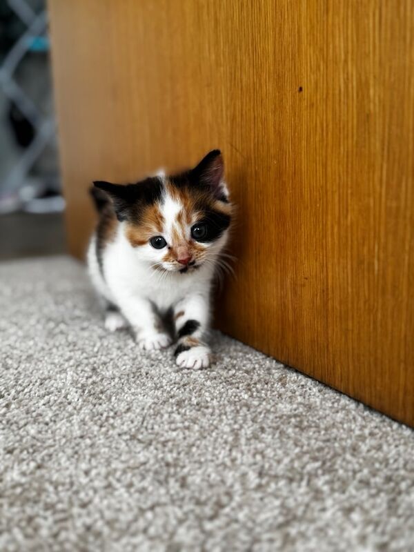 Bengal kittens for sale in Northolt, Greater London – 8 weeks old