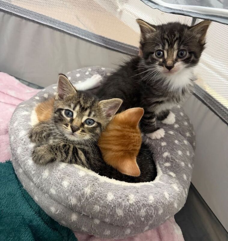 Bengal Kittens For Sale