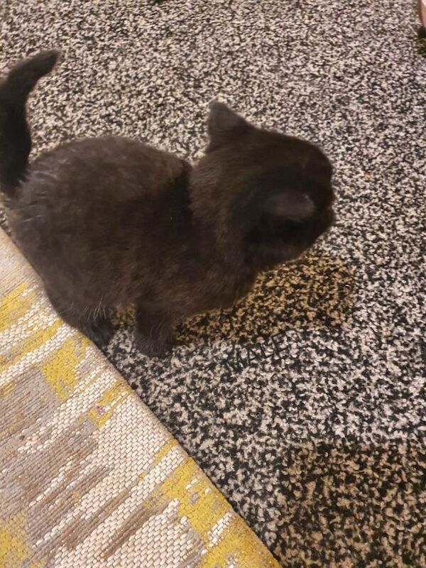 Bengal kittens for sale in Bradford, West Yorkshire – 9 weeks old