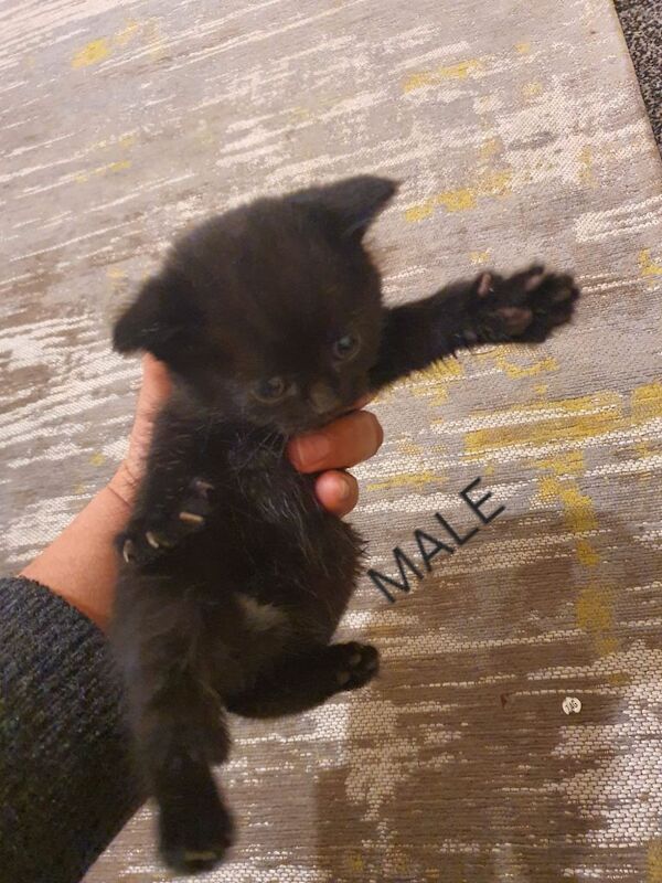 Bengal kittens for sale in Bradford, West Yorkshire – 9 weeks old - Image 2 of 6