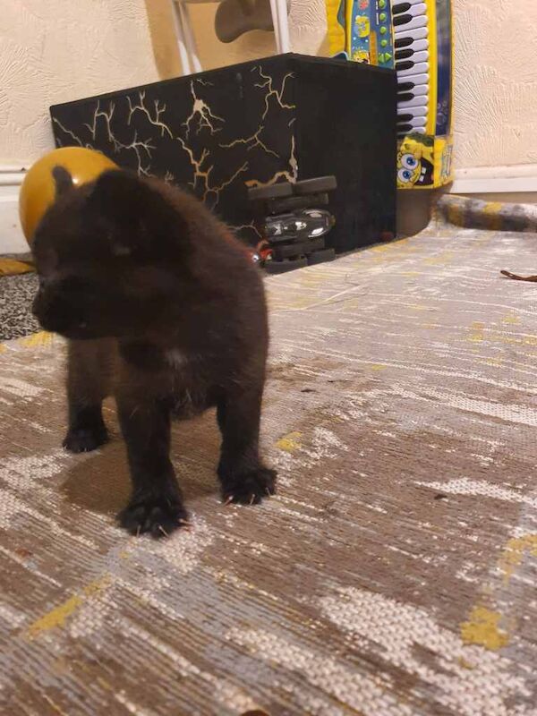 Bengal kittens for sale in Bradford, West Yorkshire – 9 weeks old - Image 4 of 6