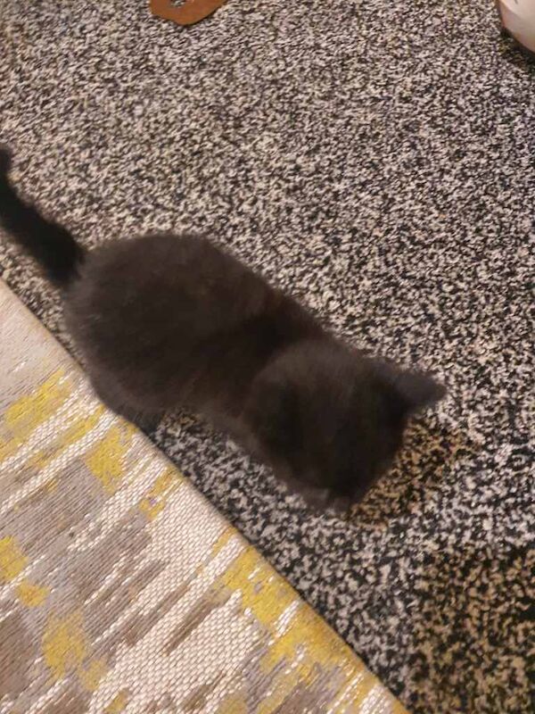 Bengal kittens for sale in Bradford, West Yorkshire – 9 weeks old - Image 5 of 6