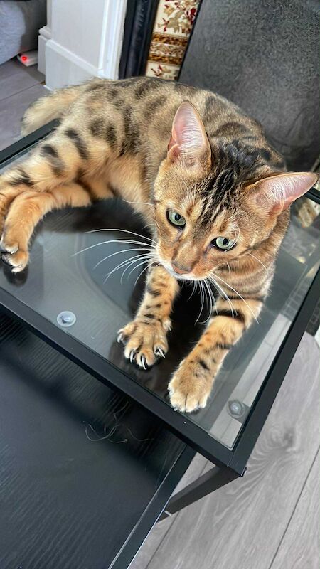 Bengal kittens for sale in Ipswich, Suffolk – 2 years old