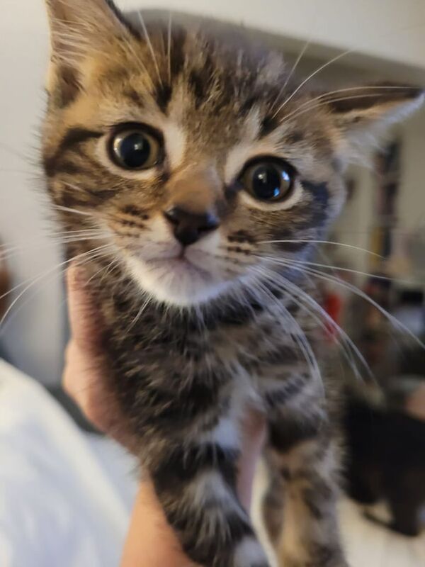 Bengal kittens for sale in Croydon, Greater London – 3 months old
