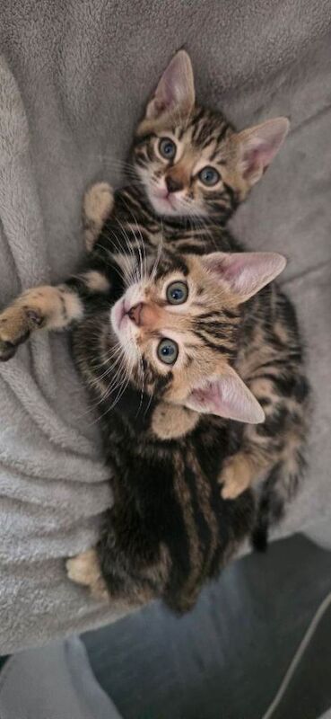 Bengal Kittens For Sale