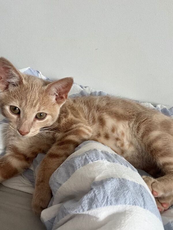 Beautiful mixed bengal bengal kitten 14 weeks old