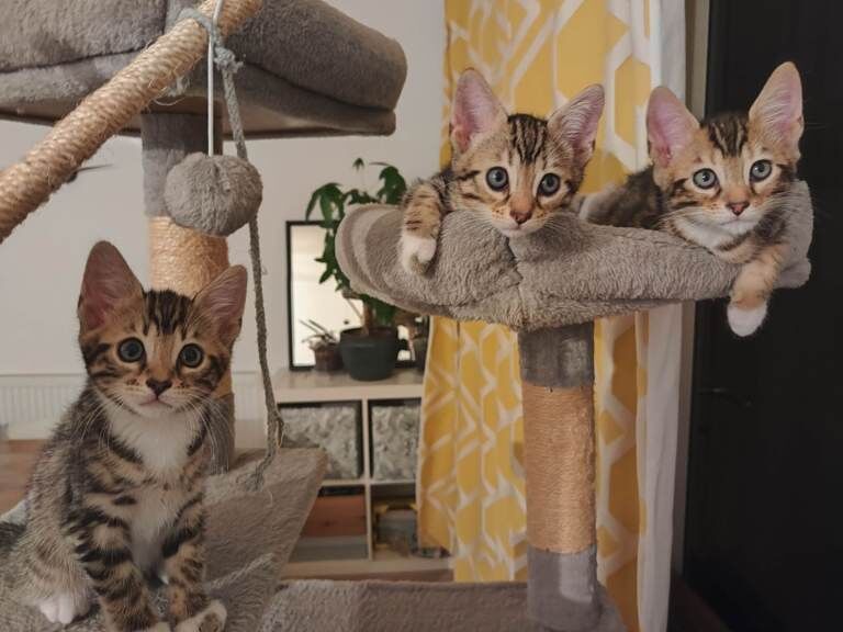 Beautiful Mixed Bengal Kittens (vaccinated and microchipped)