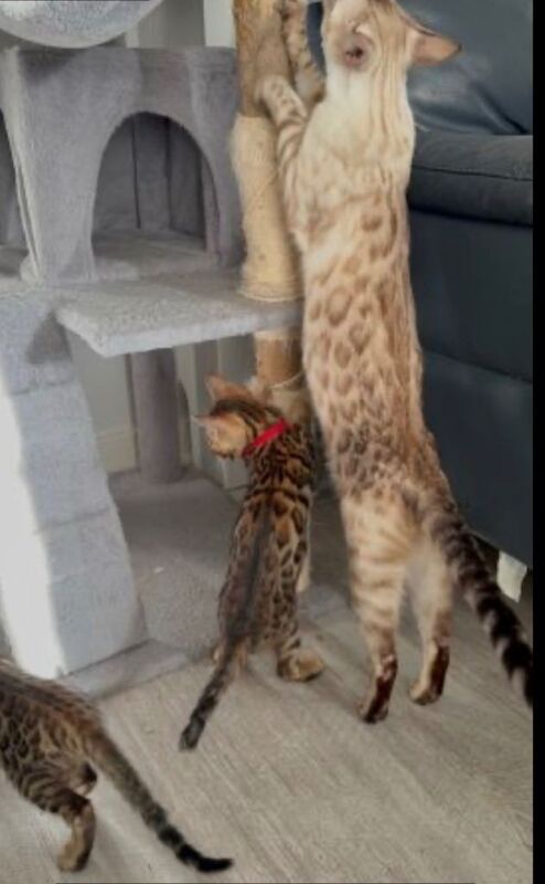 Beautiful Pedigree Bengal Kitten