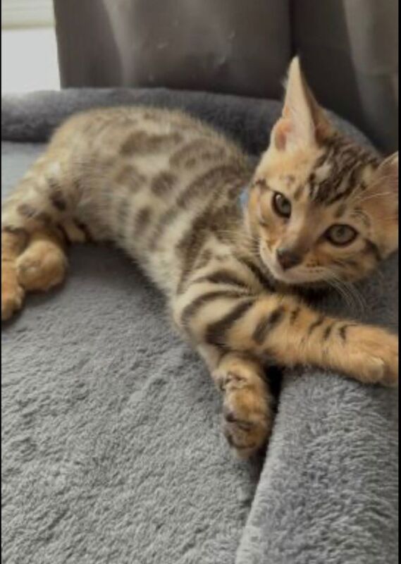 Beautiful Pedigree Bengal Kitten - Image 2 of 6