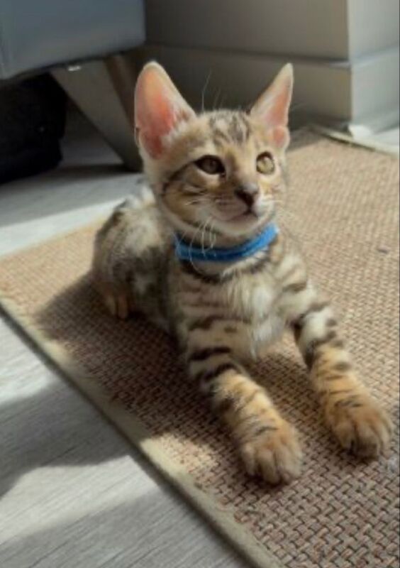 Beautiful Pedigree Bengal Kitten - Image 3 of 6