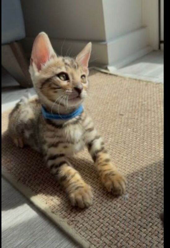 Beautiful Pedigree Bengal Kitten - Image 4 of 6