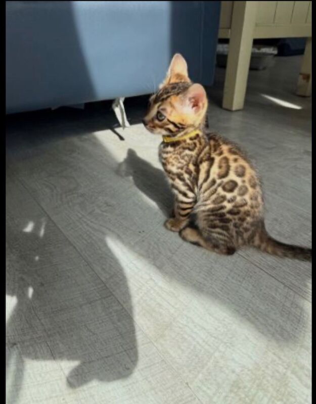Beautiful Pedigree Bengal Kitten - Image 5 of 6