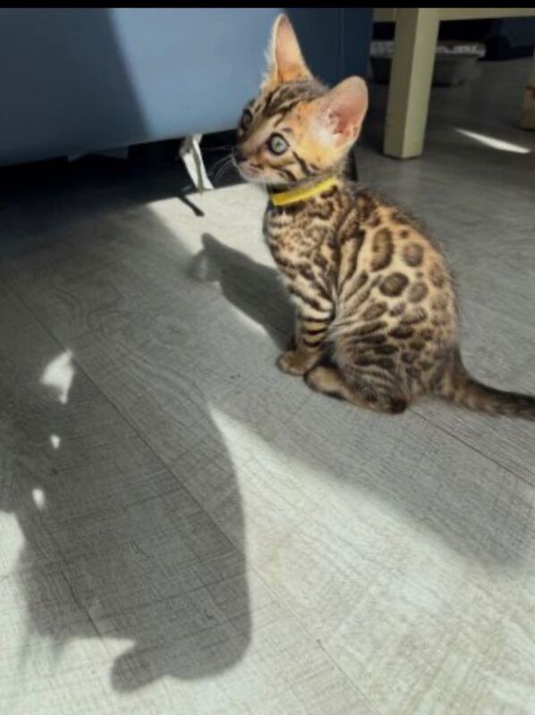 Beautiful Pedigree Bengal Kitten - Image 6 of 6