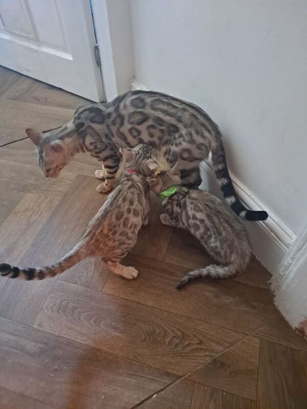 Bengal kittens for sale in Brierley Hill, West Midlands – 11 weeks old
