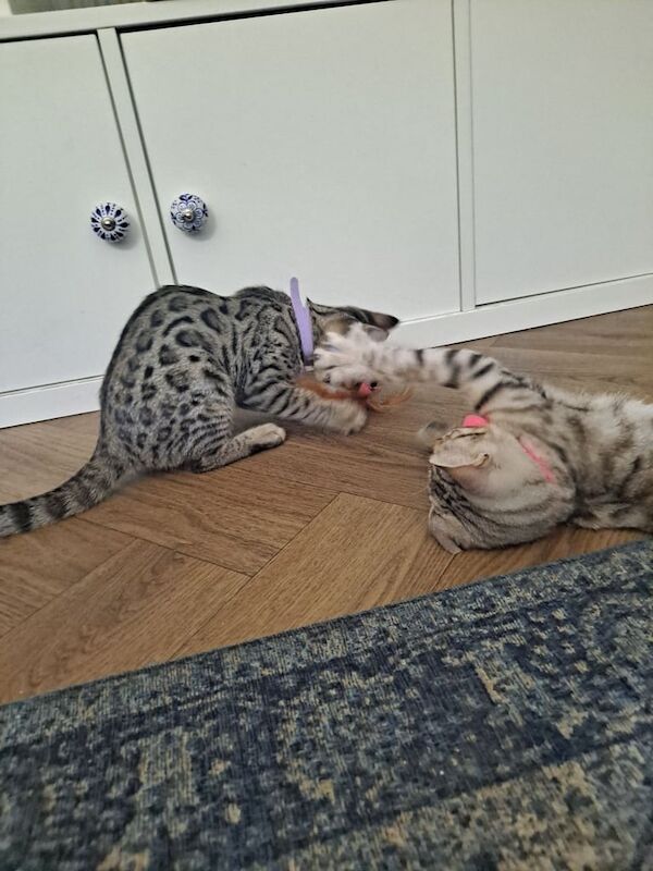 Bengal kittens for sale in Brierley Hill, West Midlands – 11 weeks old - Image 2 of 3